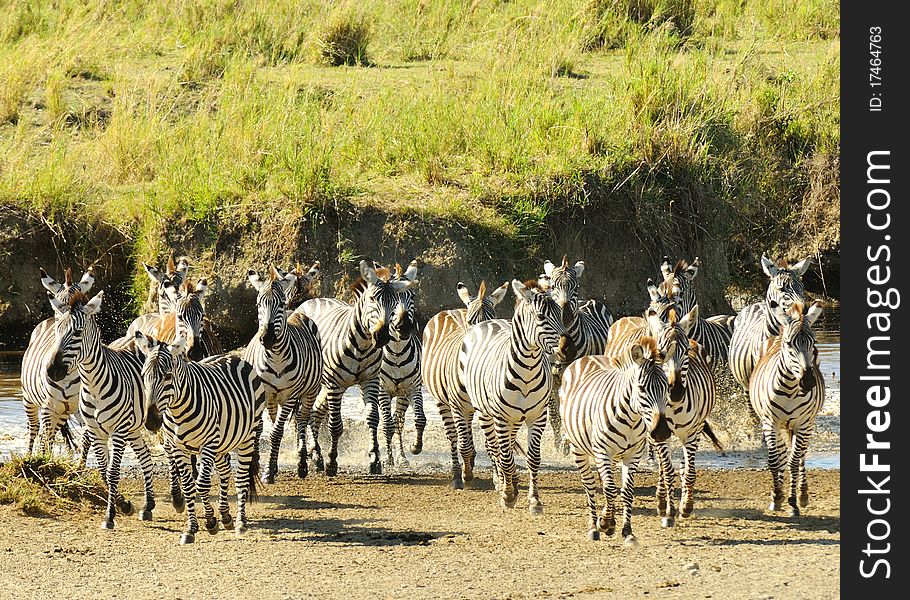 A group of zebras near water