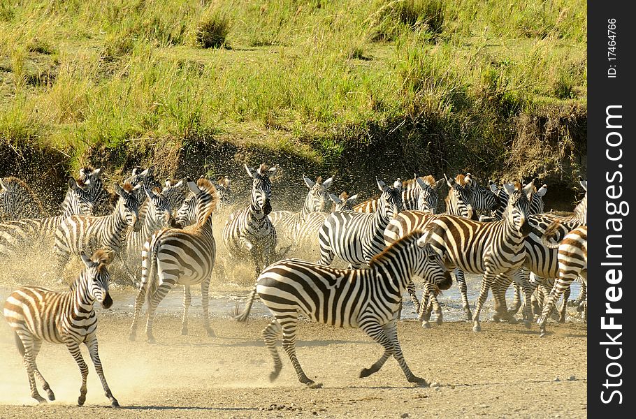 A group of zebras are running near water