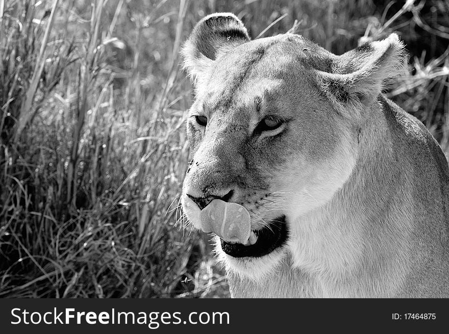 Lion famale is licking her face