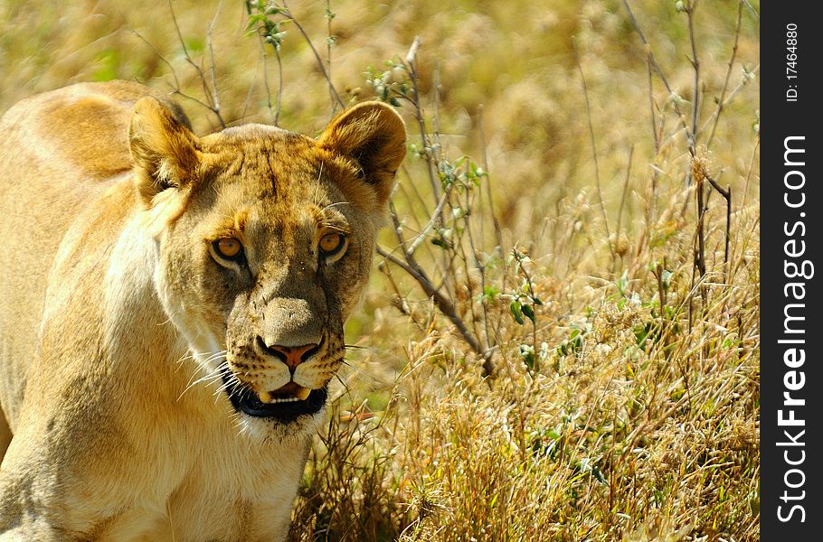 Lion female is walking in savanna