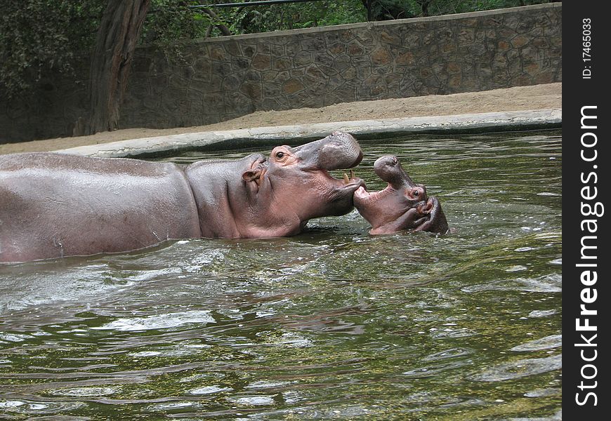 Hippopotamus is Playing with Own Child