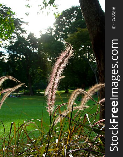Reed Grass