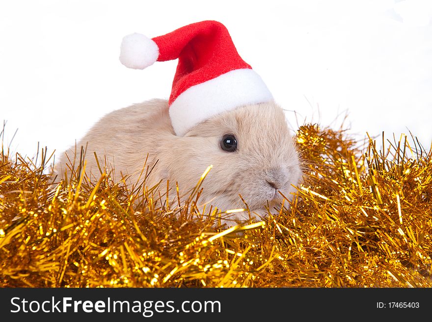 Brown rabbit and christmas decoration, isolated on white
