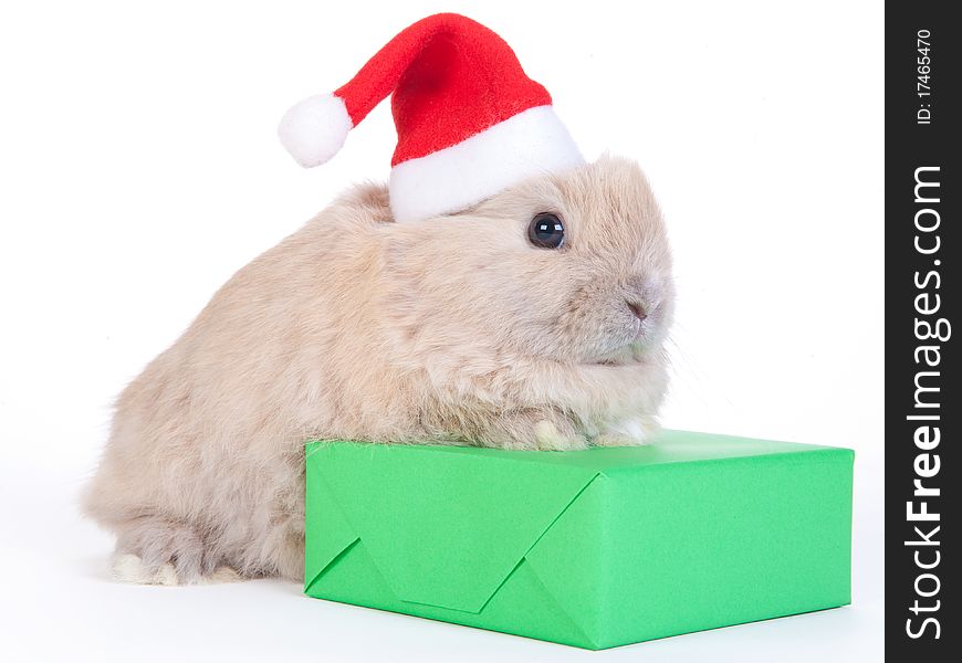 Brown Rabbit In Santa Hat And Christmas Box, Iso