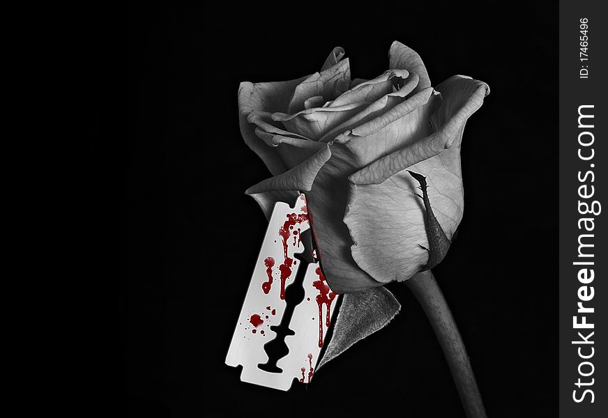 A black and white image of a rose with a bloody razor blade. A black and white image of a rose with a bloody razor blade