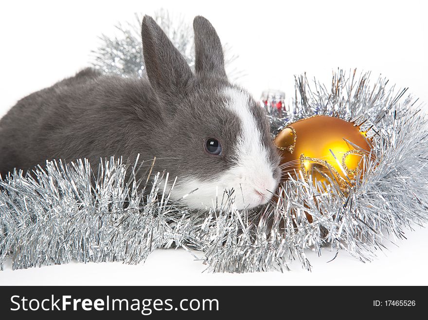 Gray Rabbit And Christmas Decoration, Isolated
