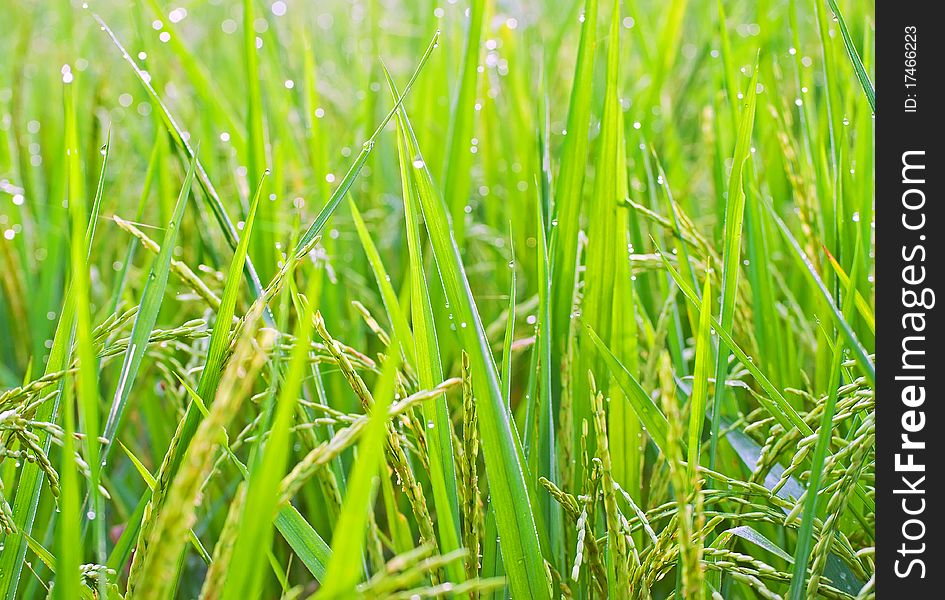 Rice Field