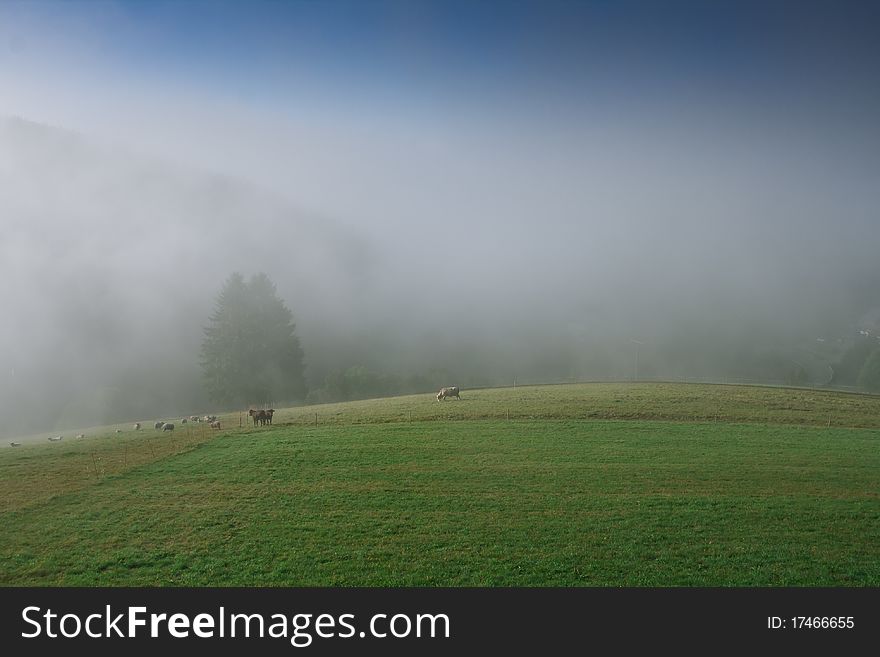 Morning fog over an alpine meadow. Morning fog over an alpine meadow