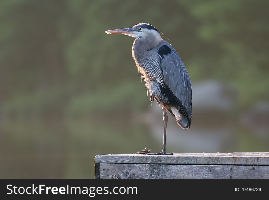 Great Blue Heron (Ardea Herodeus) On Dock