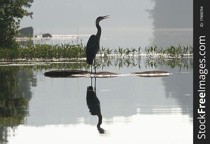 Great Blue Heron (Ardea Herodeus) With Reflection