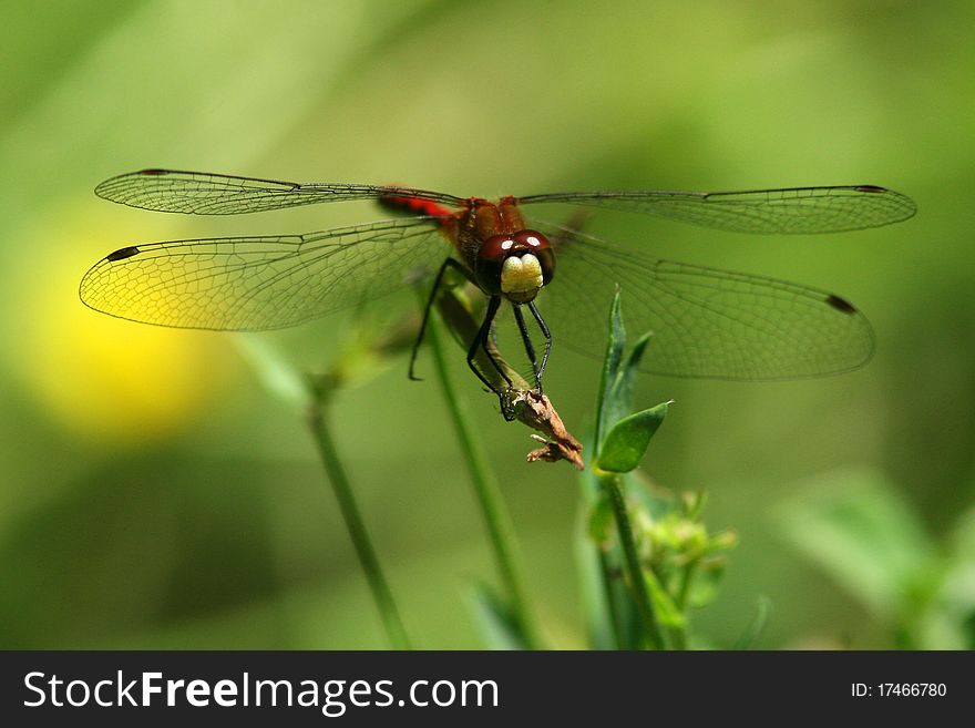 Red Dragonfly - Haliburton Highlands, Ontario, Canada