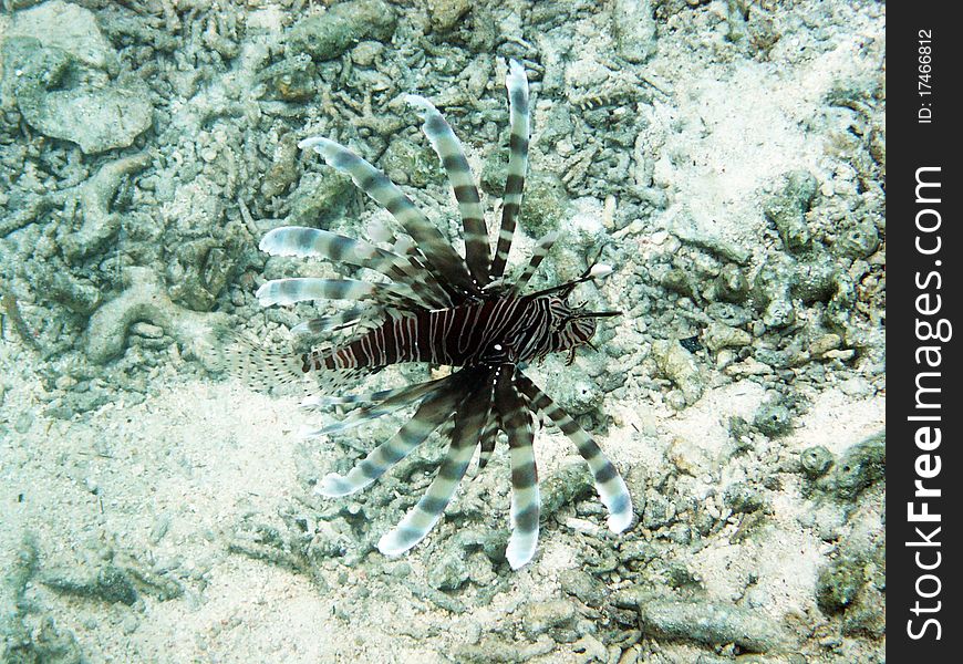 A lion fish in sibuan.malaysian borneo