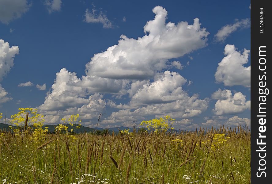 Summer landscape - a blossoming meadow and the cloudy sky