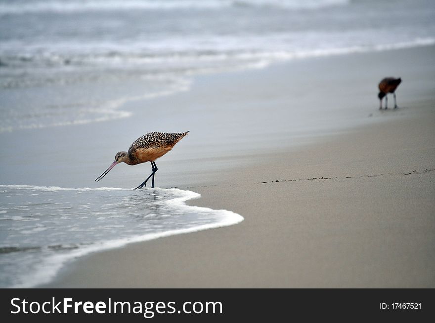 Sea birds on the beach of huntington in california