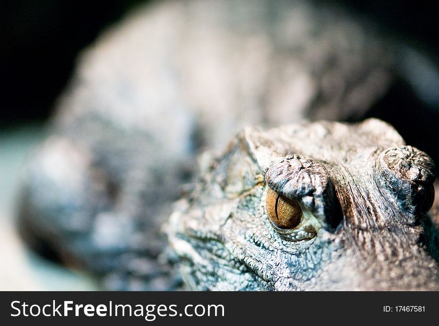 Eye of a crocodile, shallow depth of field