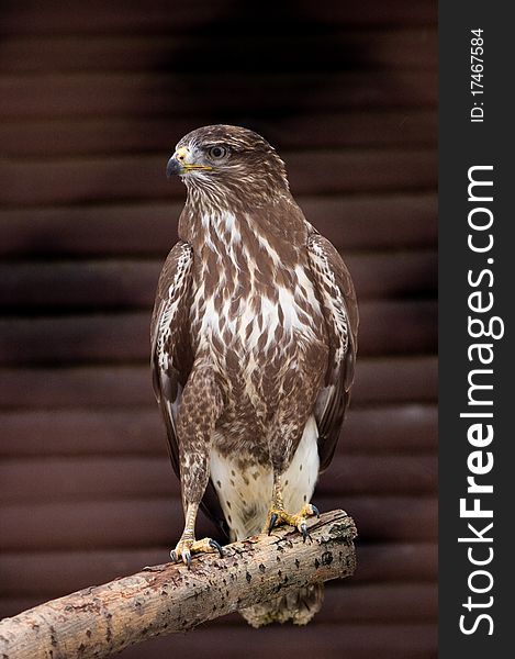 Falcon sitting on branch against brown background