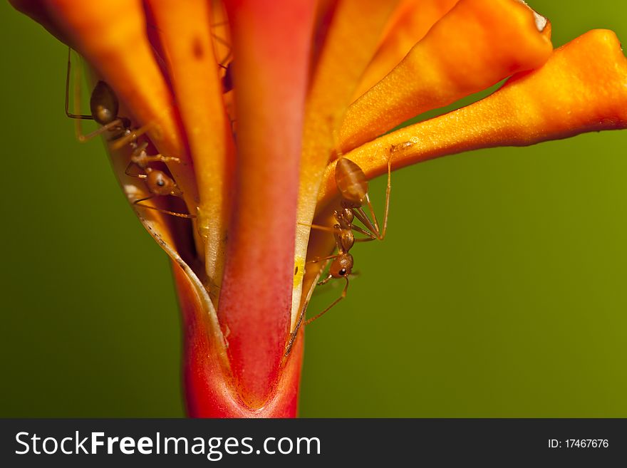 Red ants on red tropical flower. Red ants on red tropical flower