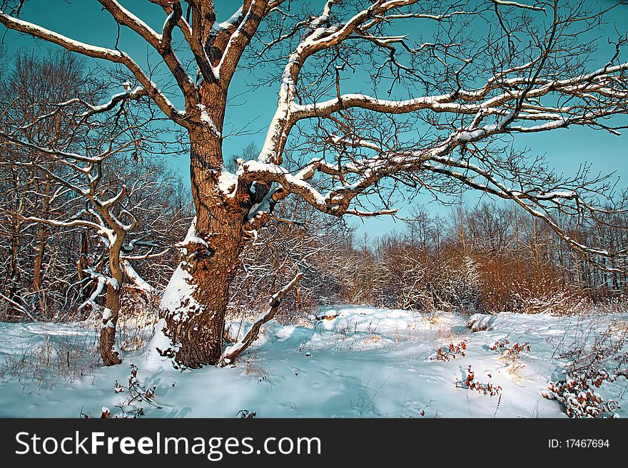 Oak in snow the winter field