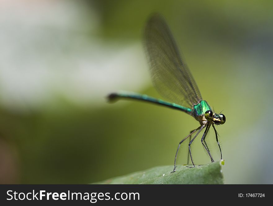 Green dragonfly standing on the leaf closeup. Green dragonfly standing on the leaf closeup