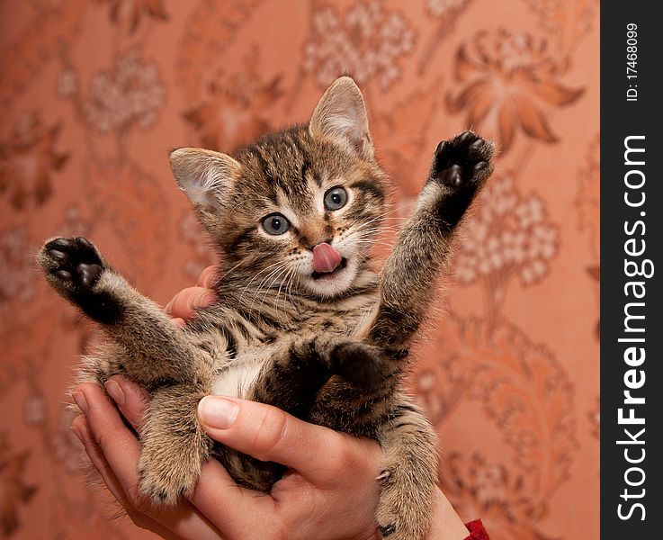 Kitten cleans itself. Cats tongue. Kitten cleans itself. Cats tongue