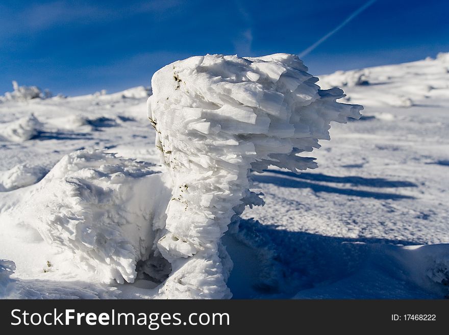 Frostwork on dwarf mountain pine; The Tatra Mountains