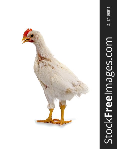 Young cock isolated on a white background