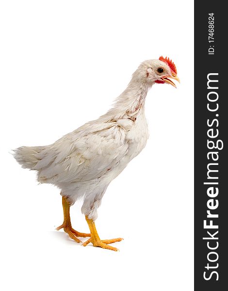 Young cock isolated on a white background