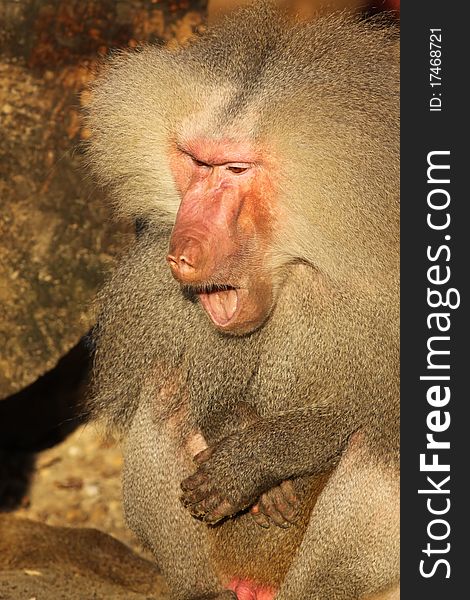 Male Baboon Yawning