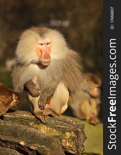 Animals: Male baboon sitting on a log