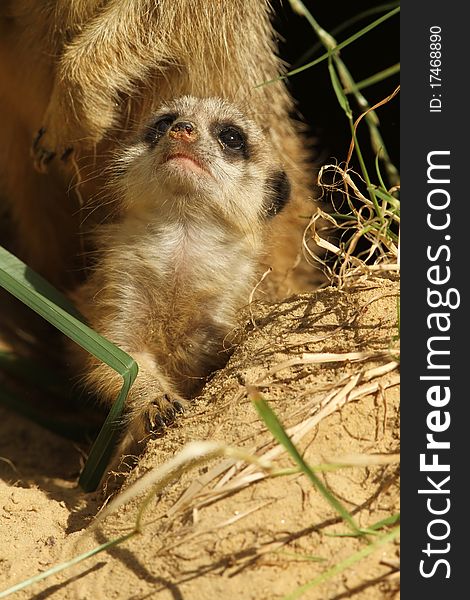 Animals: Baby meerkat looking up