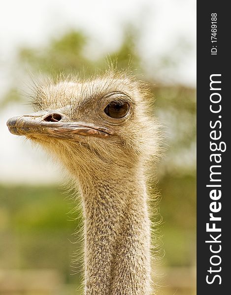 Ostrich