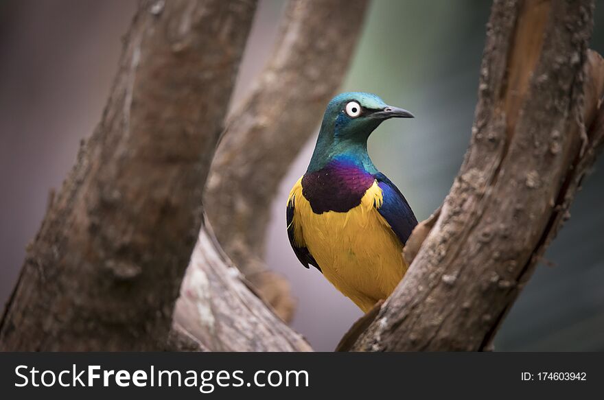 Golden-breasted Starling perched on the tree branch, Cosmopsarus regius, the best photo