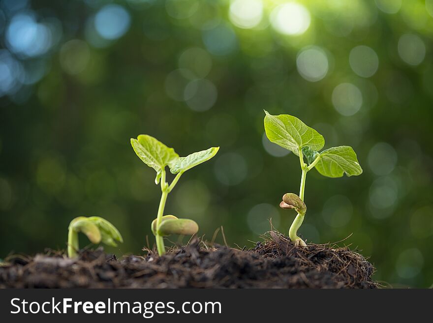 Young Seedling Grow From Soil