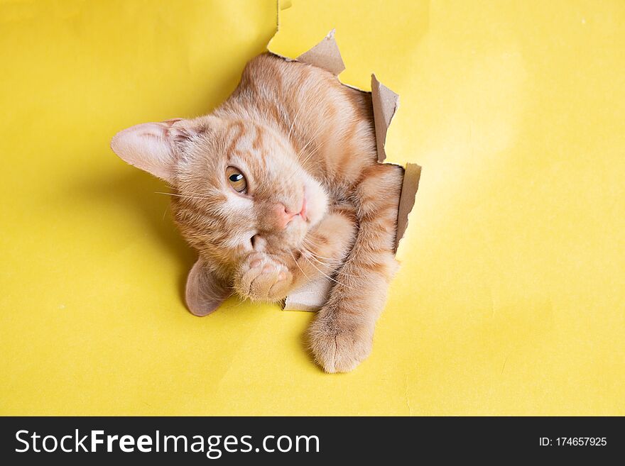 Red Cat In Yellow Paper Hole, Copy Space