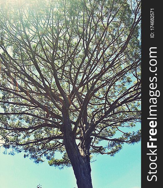 Megical Tree Of Life In Capri, Italy