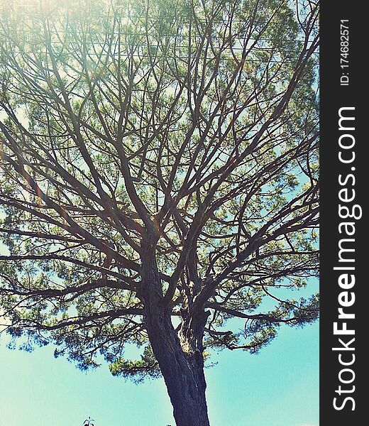 In the center of the ocean inside an this magical Island called Capri, is a tree of life. In the center of the ocean inside an this magical Island called Capri, is a tree of life