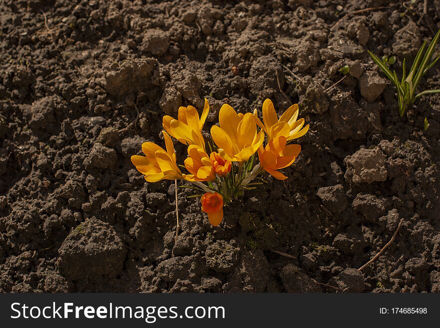 Dutch Yellow Crocus Closeup. Primroses Flowering Crocus. Crocus On The Ground. Spring, First Flowers, Crocuses, Yellow