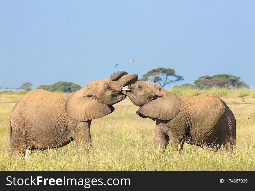 Young Elephants Playing Together In The Amboseli National Park