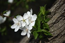 Tree Blooms Royalty Free Stock Images Tree Blooms Royalty Free Stock Images