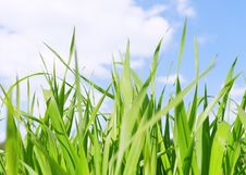 Green Grass Field Under Midday Sun In Blue Sky. Stock Photo Green Grass Field Under Midday Sun In Blue Sky. Stock Photo