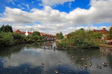 Day View Of Ducks Swimming In The Pond Royalty Free Stock Photo Day View Of Ducks Swimming In The Pond Royalty Free Stock Photo