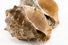 Two Conch Shell Royalty Free Stock Image