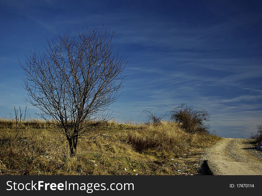 Lonely leafless tree in field of dry grass near dirt road against clear blue sky. Lonely leafless tree in field of dry grass near dirt road against clear blue sky.