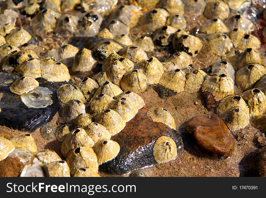 Coastal Marine Organisms