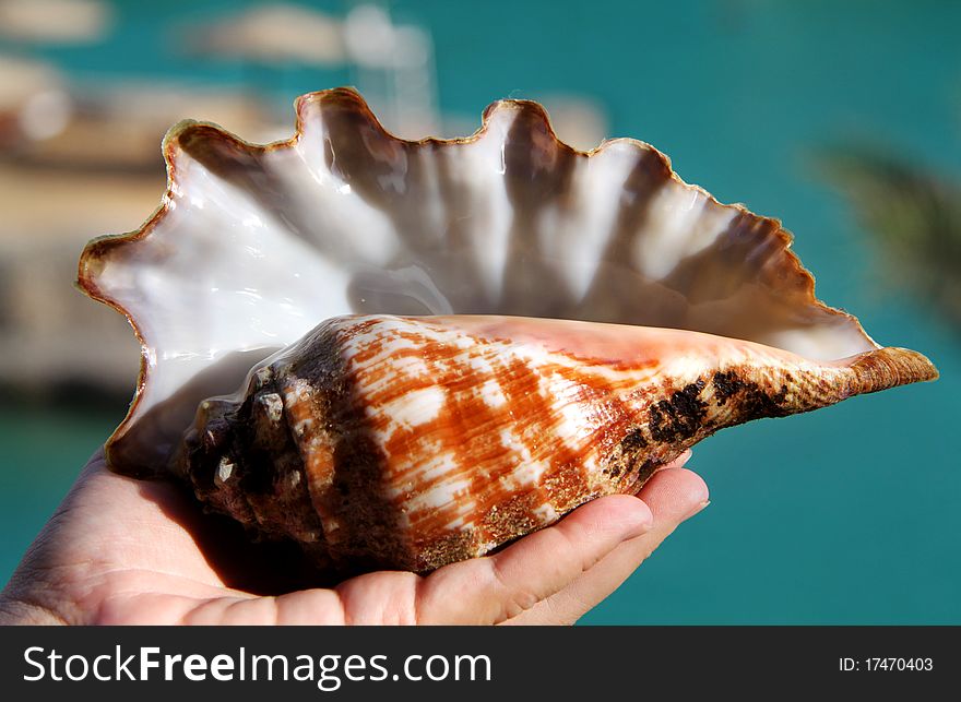 Big, beautiful shell lying on the hand. Big, beautiful shell lying on the hand