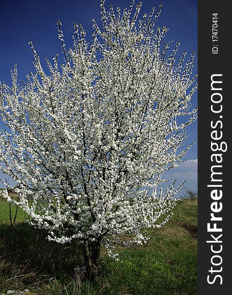 White blooming tree at green grass meadow against clear blue sky at sunny spring day. White blooming tree at green grass meadow against clear blue sky at sunny spring day.