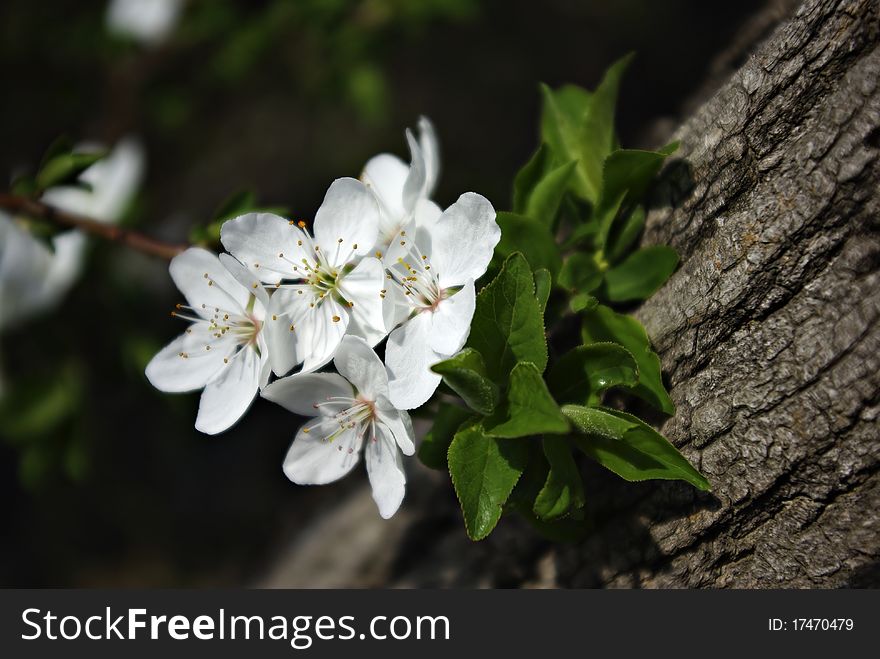 White blossoms and green leaves, cortex in background, background blured. White blossoms and green leaves, cortex in background, background blured.