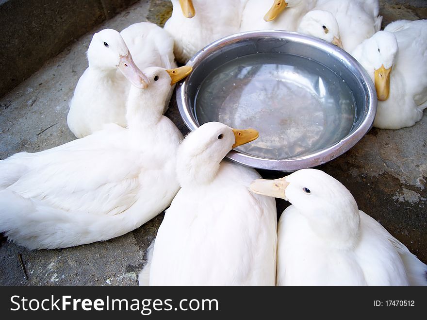 A few white ducks, sitting around in a basin. They leisurely rest.