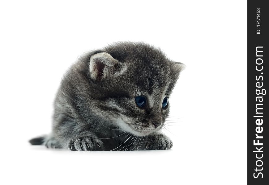 Cute kitten isolated over white closeup shallow dof