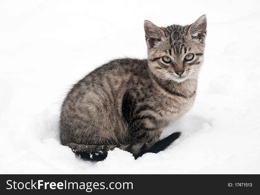 Little kitten on white snow
